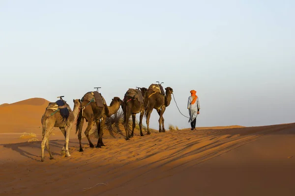 Caravana Camelos Sobremesa Saara Com Belas Dunas Fundo Marrocos — Fotografia de Stock