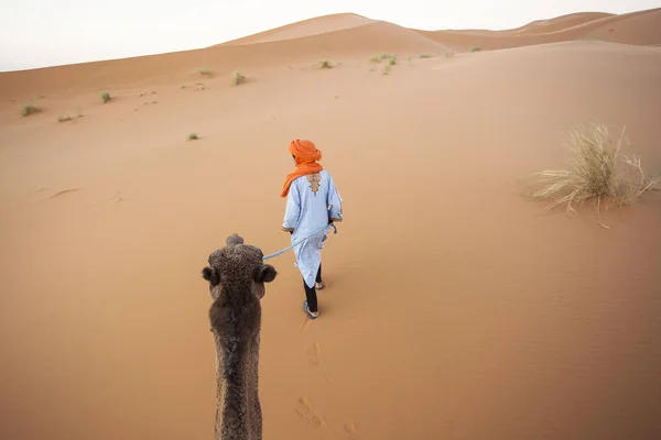 Berber His Camel Desert Sahara Morocco View — Stock Photo, Image