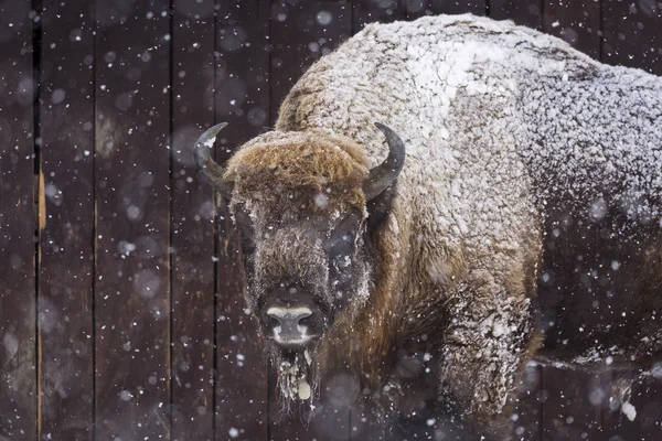 Bison Oeros Winterseizoen Hun Habitat Mooie Sneeuwt — Stockfoto