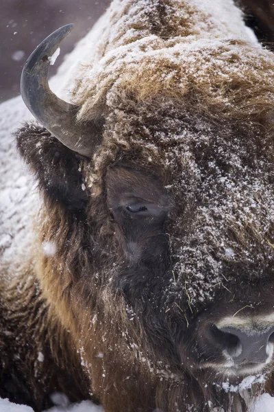 Wisente Oder Auerochsen Der Wintersaison Ihrem Lebensraum Schönes Schneetreiben — Stockfoto