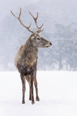 Kış sezonu ve kar yağışı bir geyik portresi.