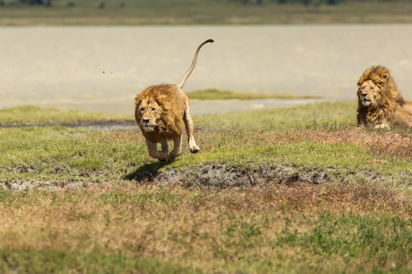 Lion in the grass ready to hunt in National Park of Ngorongoro, Tanzania