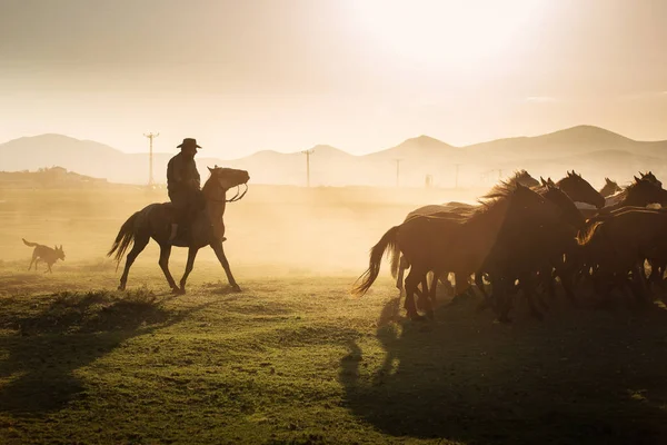 Caballos Salvajes Conducen Por Vaquero Atardecer Con Polvo Fondo — Foto de Stock