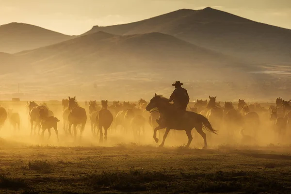 Chevaux Sauvages Conduit Par Cow Boy Coucher Soleil Avec Poussière — Photo