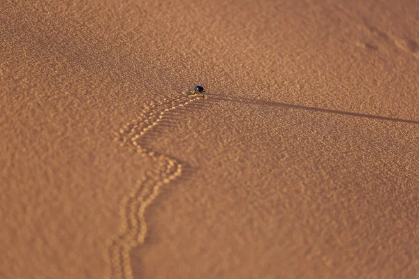Следы Жука Песках Пустыне Сахара Красивыми Линиями Цветами Восходе Солнца — стоковое фото