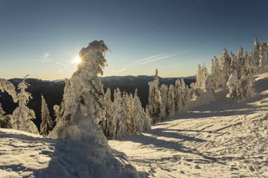 Kış zamanında gündoğumu firs kar tam ile dağların üzerinden. Poiana Brasov, Romanya. Transilvanya.