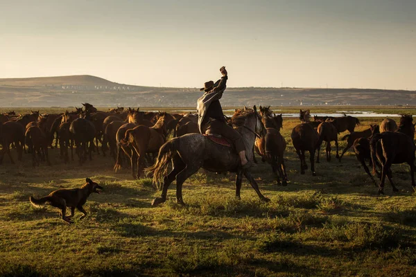 Wildpferde Geführt Von Einem Cowboy Bei Sonnenuntergang Mit Staub Hintergrund — Stockfoto