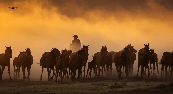 Cavalos Selvagens Lidera Por Cowboy Pôr Sol Com Poeira Fundo — Fotografia de Stock