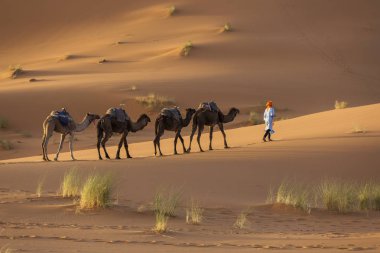 Güzel kumulları ile Sahra tatlı devekervan 