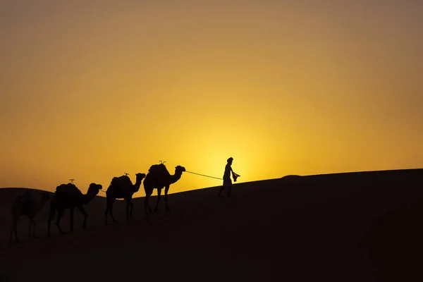 Sylwetka karawany wielbłąda o wschodzie słońca w pustyni Sahara, Moroc — Zdjęcie stockowe