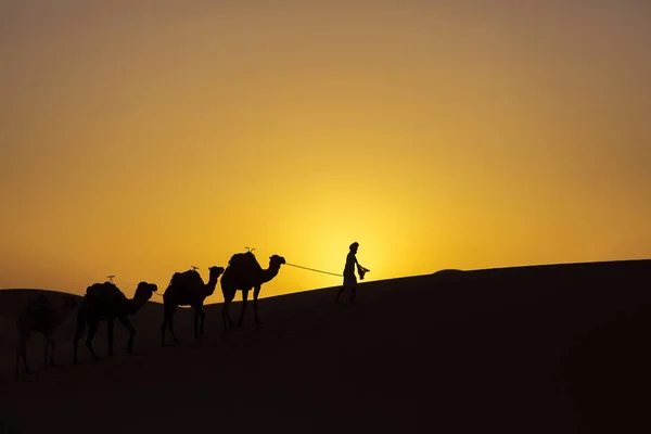 Silhouette of a camel caravan at sunrise in desert Sahara, Moroc — Stock Photo, Image