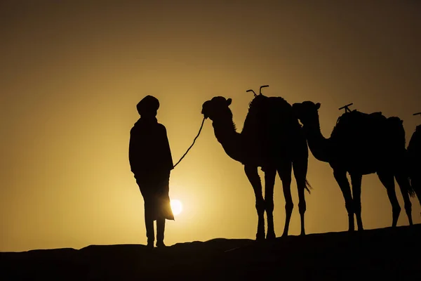 Silhouette d'une caravane de chameaux au lever du soleil dans le désert du Sahara, Moroc — Photo