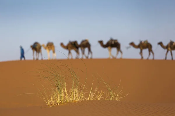 Camels karavan v dezertu Sahary s krásnými dunami v — Stock fotografie