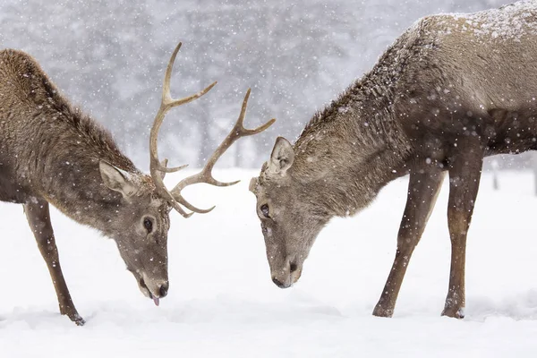 Два оленя сражаются в Нейтер с лесом на заднем плане зимой — стоковое фото