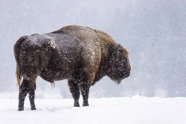 Bison or Aurochs in winter season in there habitat. Beautiful sn Royalty Free Stock Images