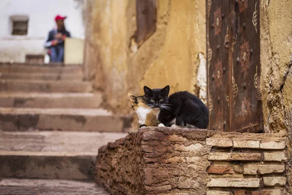 Fez Medina, Fas renkli sokakları. Sen c çok bulabilirsiniz — Stok fotoğraf