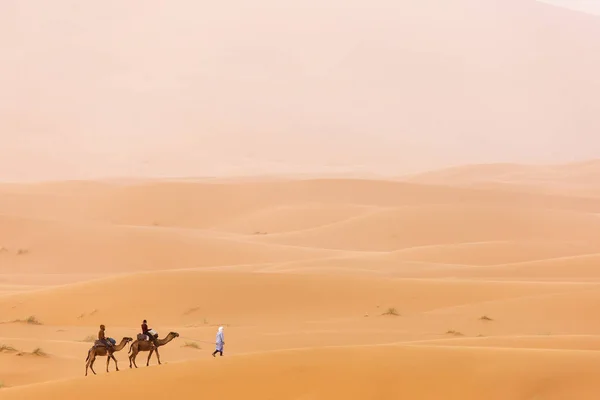 Camellos caravana en el postre del Sahara con hermosas dunas en —  Fotos de Stock