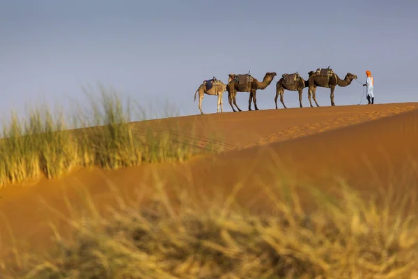 Kameler husvagn i efterrätt Sahara med vackra sanddyner i — Stockfoto