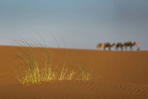 Camellos caravana en el postre del Sahara con hermosas dunas en —  Fotos de Stock