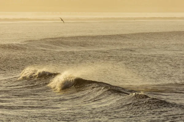 Afrikansk havsstrand med vågigt hav och vågor kraschar med fågel i — Stockfoto