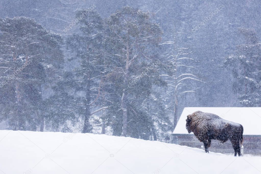 Bison or Aurochs in winter season in there habitat. Beautiful sn