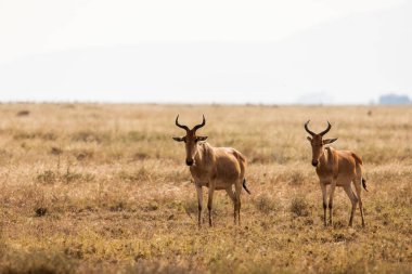 Closeup of Impala image taken on Safari located in the Tarangire, National park, Tanzania. Wild nature of Afric clipart