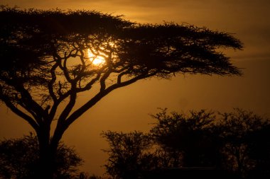 Tanzanya 'nın Serengeti Milli Parkı safarisindeki Akasya ağacı. Arka planda güzel bir gündoğumu var. Afrika 'nın vahşi doğası