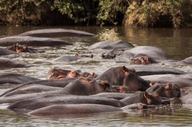 Bir grup su aygırı, Tanzanya 'daki Serengeti Ulusal Parkı' nın güzel bir manzarasında suda. Afrika 'nın vahşi doğası