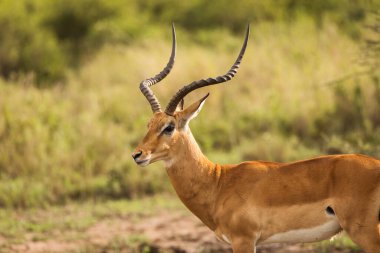 Impala 'nın, Serengeti' deki Tanzanya Ulusal Parkı 'ndaki Safari' deki görüntüsü. Afrika 'nın vahşi doğası