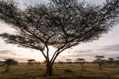 Serengeti Ulusal Parkı, Tanzanya 'da safari sırasında arka planda gün doğumuyla birlikte güzel bir akasya ağacı. Afrika 'nın vahşi doğası