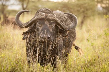 Safari sırasında Tanzani 'deki Serengeti Ulusal Parkı' nda çimde bufalo kameraya bakıyor. Afrika 'nın vahşi doğası