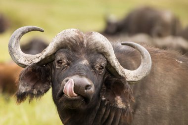 Tanzani 'deki Serengeti Milli Parkı' nda safari sırasında çimlerde bufalo vardı. Afrika 'nın vahşi doğası.