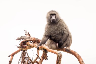 Babun maymunu, Tanzanya 'daki Ngorongoro Ulusal Parkı' nda safari sırasında dalda oturuyor. Afrika 'nın vahşi doğası