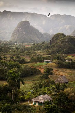 Palmiye ağaçları ve sisli güzel Vinales Vadisi. Küba 'nın inanılmaz yeşil manzarası