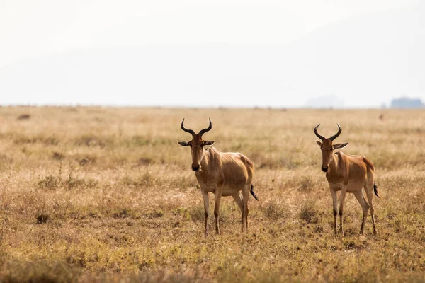 Närbild Impala Bild Tagna Safari Ligger Tarangire Nationalpark Tanzania Afrikas — Stockfoto