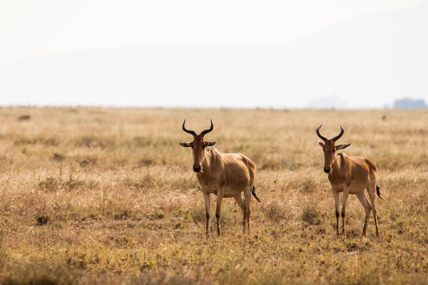 Closeup of Impala image taken on Safari located in the Tarangire, National park, Tanzania. Wild nature of Afric