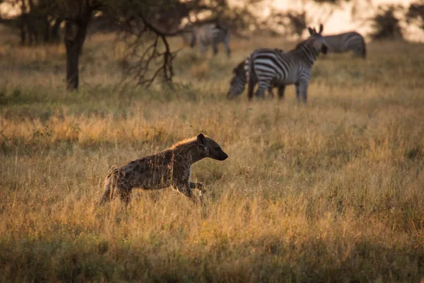 Safari sırasında Serengeti Ulusal Parkı 'nda arka planda zebraları olan Afrika sırtlanı. Tanzanya 'da. Afrika 'nın vahşi doğası