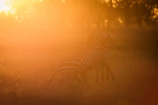 African Zebras Beautiful Landscape Sunrise Safari Serengeti National Park Tanzania — Stock Photo, Image