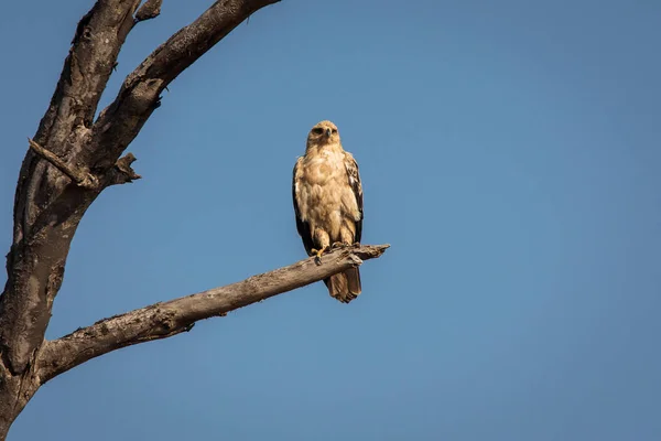 Falco Adagiato Albero Nel Parco Nazionale Del Serengeti Tanzania Durante — Foto Stock