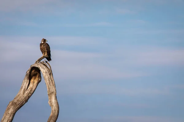 在坦桑尼亚塞伦盖蒂国家公园的一棵树上歇息的鹰 背景为蓝天 — 图库照片