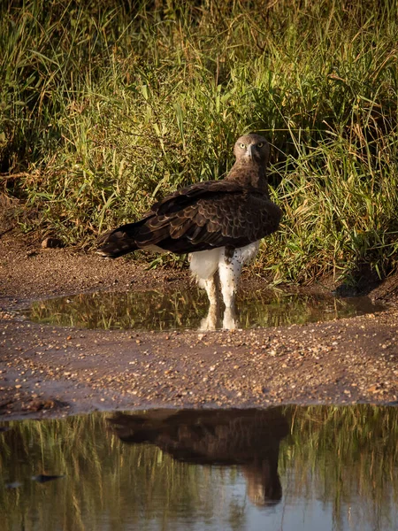 在坦桑尼亚塞伦盖蒂国家公园 鹰在地球上散步 背景为蓝天 非洲的野生性质 — 图库照片