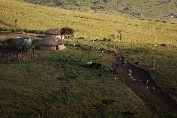 Masai Ngorongoro Krater Små Masaihyddor Afrikansk Savanna Tanzani — Stockfoto