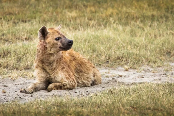 Hiena Hierba Durante Safari Parque Nacional Serengeti Tanzania Naturaleza Salvaje — Foto de Stock