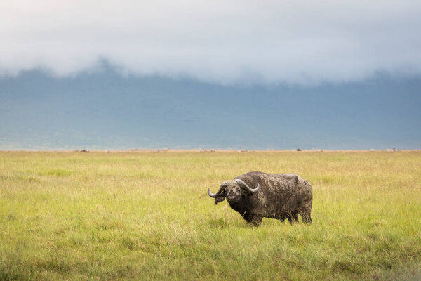 Buffalo in the grass staring to the camera during safari in Ngorongoro National Park in Tanzani. Wilde nature of Africa. Beautiful rainy clouds in backgroun