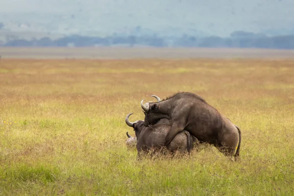 Bawół Trawie Podczas Safari Parku Narodowym Serengeti Tanzani Dzika Przyroda — Zdjęcie stockowe