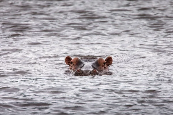 水の中でカバセレンゲティ国立公園 タンザニアのカメラに直接泳ぐ アフリカの野生性 — ストック写真