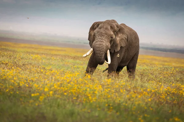 Słoń Jedzący Trawę Podczas Safari Parku Narodowym Ngorongoro Tanzania Piękne — Zdjęcie stockowe