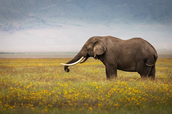 Slon Jedl Trávu Během Safari Národním Parku Ngorongoro Tanzanii Kolem — Stock fotografie