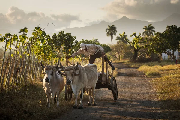 Coche Con Toros Vinales Con Hermosa Luz Amanecer Palmeras Fondo —  Fotos de Stock