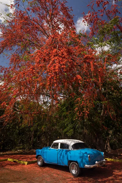 Old American Car Parked Beatiful Tree Full Red Flowers Cuba — Stock Photo, Image